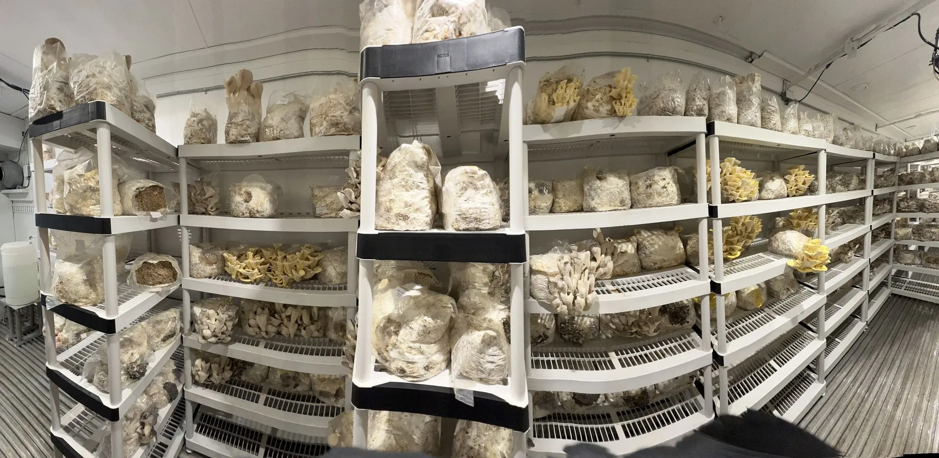 Shelves of mushrooms in production